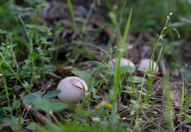 Mushroom raincoat close-up.