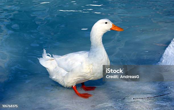 Pato Branco Sobre Azul - Fotografias de stock e mais imagens de Alambique - Equipamento Industrial - Alambique - Equipamento Industrial, Animal, Azul