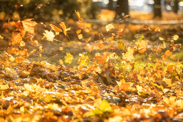 istock Flying yellow leaves on the wind 1057685192