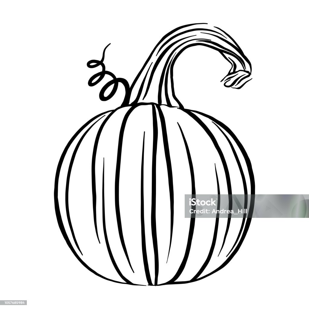 Pumpkin Sketch Vector Illustration Agriculture stock vector