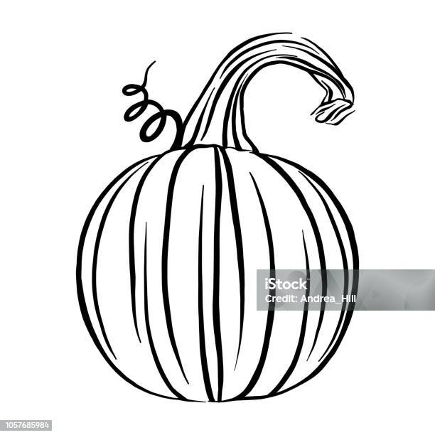 Pumpkin Sketch Vector Illustration Stock Illustration - Download Image Now - Agriculture, Autumn, Backgrounds