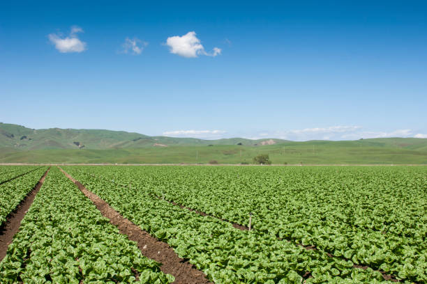 istock Field of Lettuce Growing on a Hillside Farm 1057686424