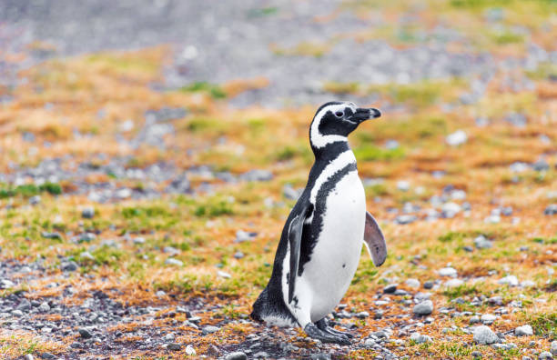 istock Magellanic Penguin, Spheniscus magellanicus, Isla Magdalena, Patagonia, Chile. With selective focus. 1057687546