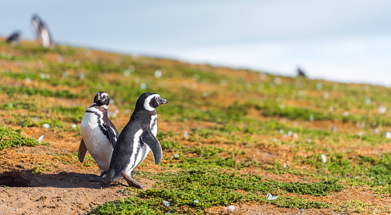 Couple of Magellanic Penguin, Spheniscus magellanicus, Isla Magdalena, Patagonia, Chile