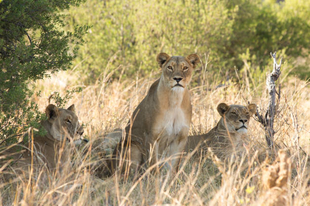 Three lionesses in the bush with one looking directly at camera stock photo