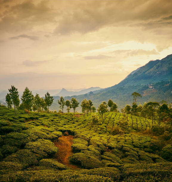 istock Tea plantation in Munnar, India 1057689766