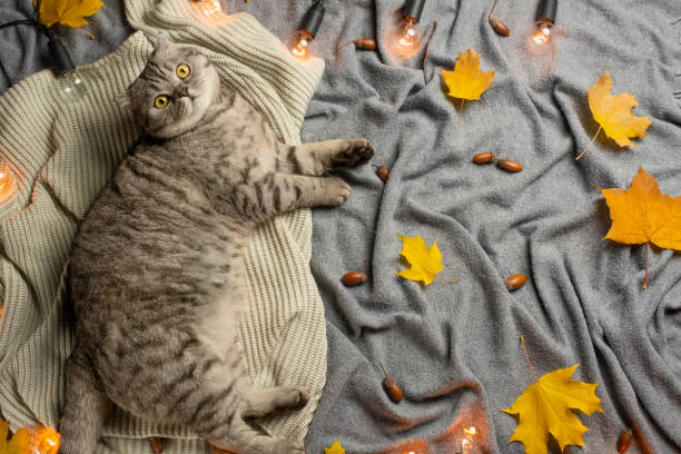 istock A lazy cat is sleeping, on a rug with leaves, a top view with empty space under the inscription, concept of warmth, rest, winter, autumn, comfort 1057690616