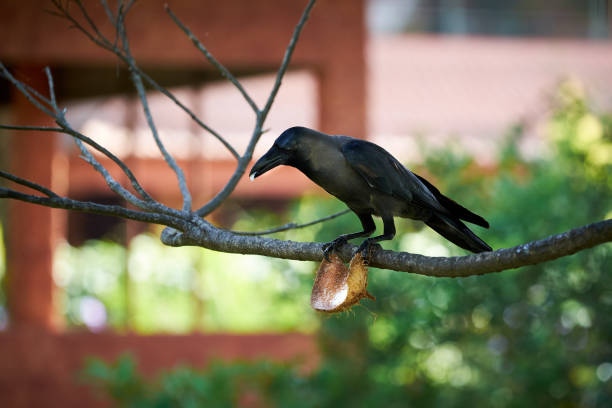 Raven beak in coconut
