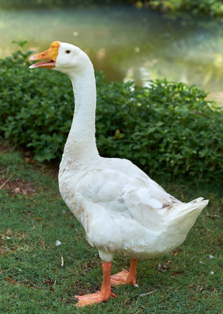 White goose walk on green grass