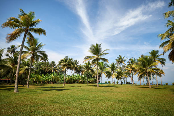 istock Park with palm trees and tropical vegetation 1057691370