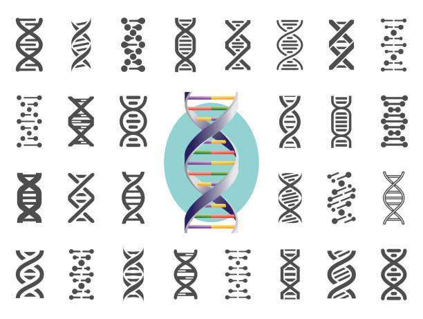 Set of DNA icons. Human genetic variation. Vector illustration. Set of DNA icons. Human genetic variation. Nucleic acid sequences. Vector illustration. dna spiral stock illustrations