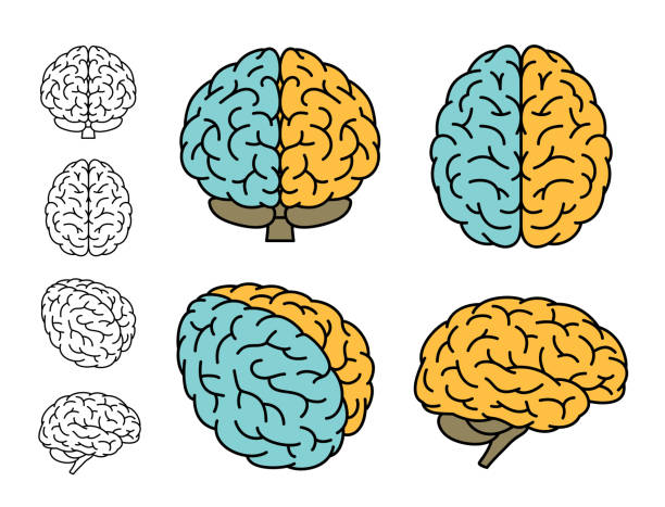 анатомия мозга человека. набор из нескольких представлений. левый мозг против правого мозга. векторная иллюстрация. - вид спереди иллюстрации stock illustrations