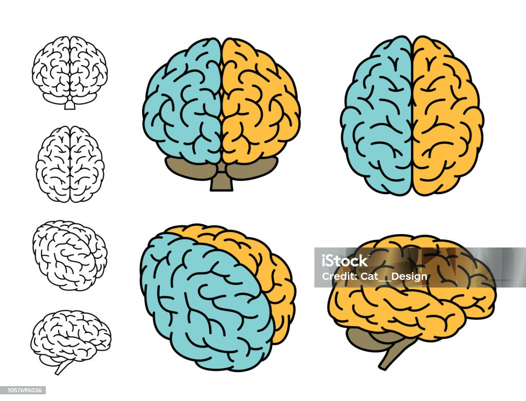 Human brain anatomy. Set of multiple views. Left Brain versus Right Brain. Vector illustration. Icon stock vector