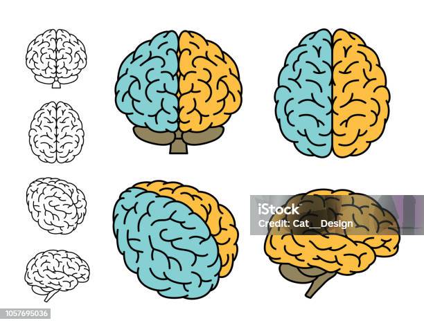 Human Brain Anatomy Set Of Multiple Views Left Brain Versus Right Brain Vector Illustration Stock Illustration - Download Image Now