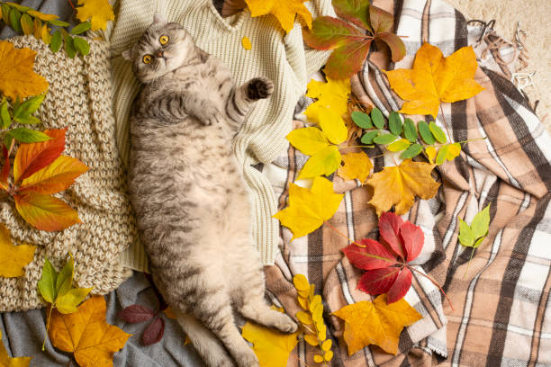 istock A lazy cat is sleeping, on a rug with leaves, a top view with empty space under the inscription, concept of warmth, rest, winter, autumn, comfort 1057699730
