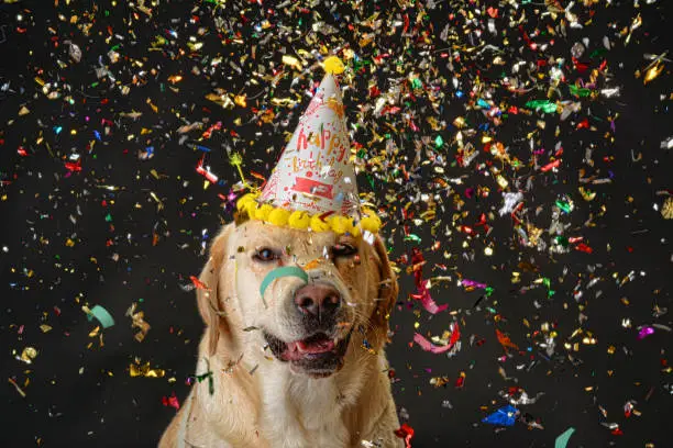 Photo of Dog birthday