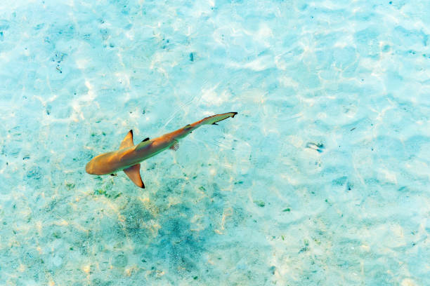 istock Shark near the shore, Maldives. Top view. With selective focus. 1057704006