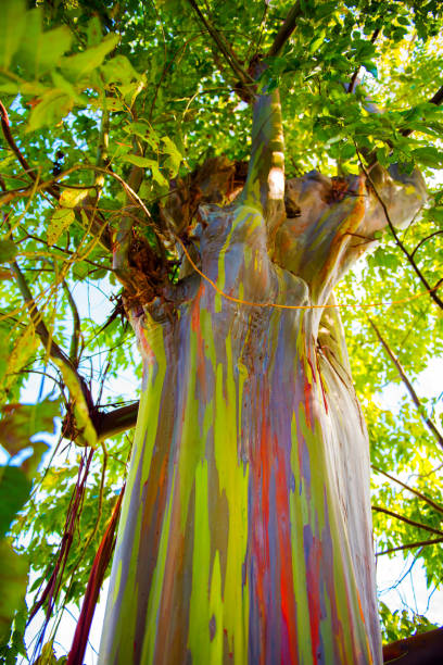 View of the rainbow eucalyptus, Kauai, Hawaii, USA. Bottom view. Vertical. stock photo