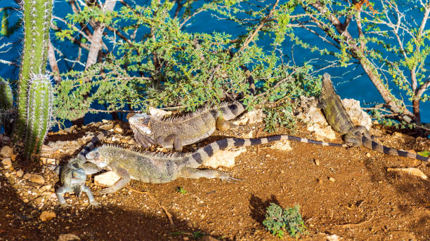 istock Iguanas bask in the sun in Playa Lagun, Curacao, Netherlands. 1057704608