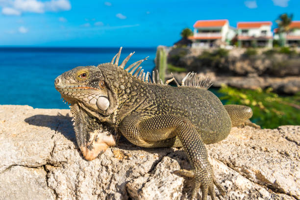 istock Iguana basks in the sun in Playa Lagun, Curacao, Netherlands. With selective focus. 1057704620