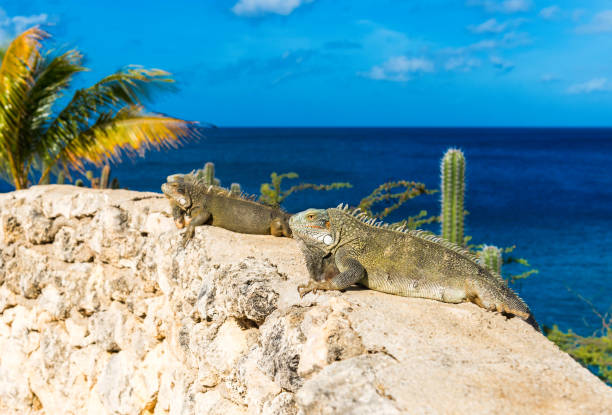 istock Two iguanas basking in the sun in Playa Lagun, Curacao, Netherlands. Copy space for text. 1057704672