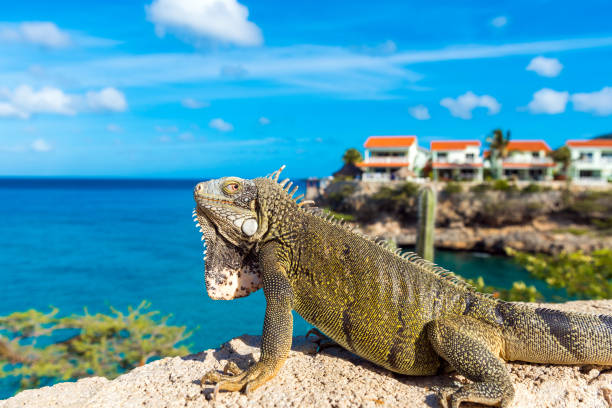 istock Iguana basks in the sun in Playa Lagun, Curacao, Netherlands. With selective focus. 1057704684