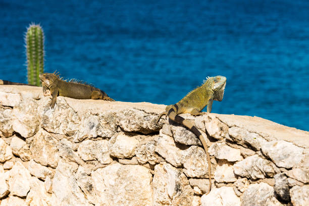 istock Iguana basks in the sun in Playa Lagun, Curacao, Netherlands. With selective focus. 1057705212