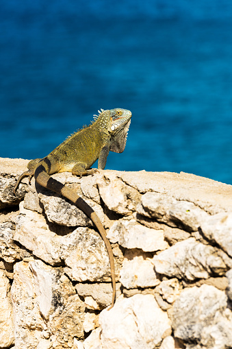 Iguana basks in the sun in Playa Lagun, Curacao, Netherlands. With selective focus. Vertical