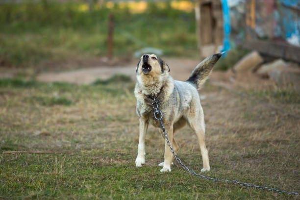 Angry dog on a chain guards the territory.