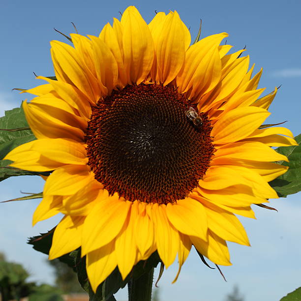 sunflower and bee stock photo