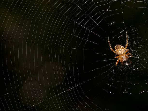 istock little garden spider and net 105770763