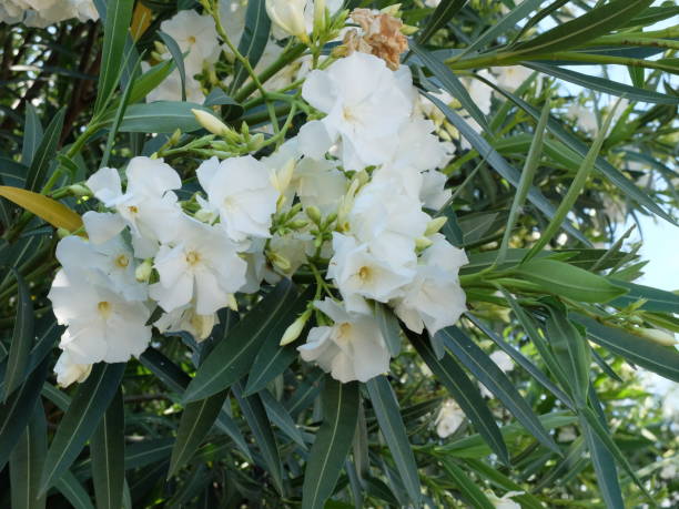 istock Flowers in the garden 1057710010