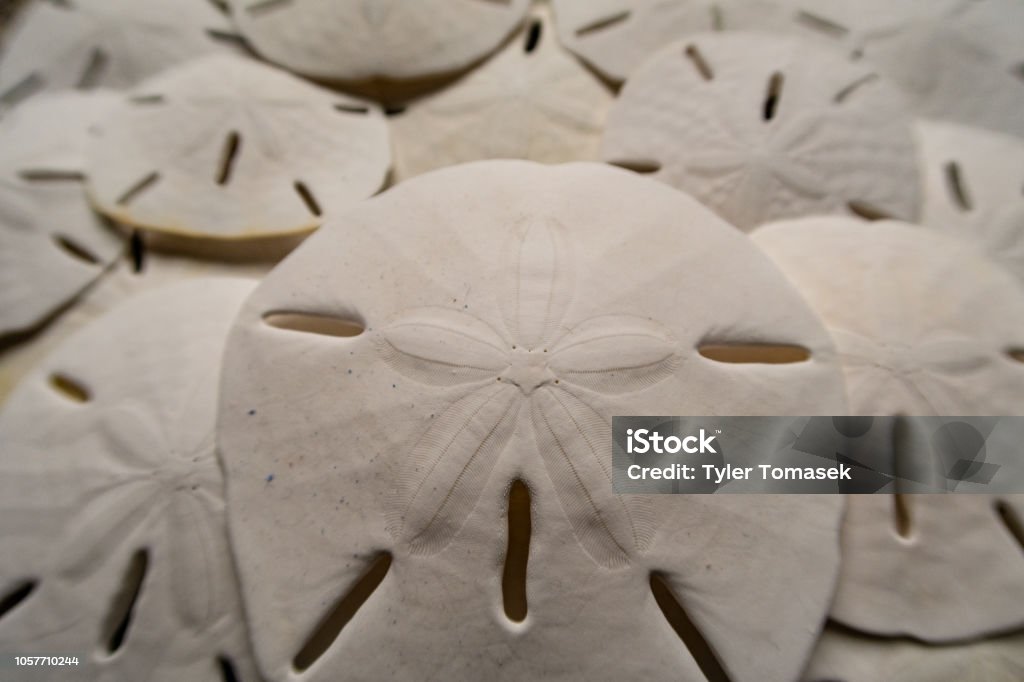 Gruppe von Sanddollar Schalen - Lizenzfrei Sand-Dollar-Beach Stock-Foto