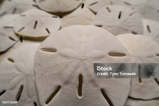 Gruppe Von Sanddollar Schalen Stockfoto und mehr Bilder von Sand-Dollar-Beach - Sand-Dollar-Beach, Abstrakt, Abstrakter Bildhintergrund