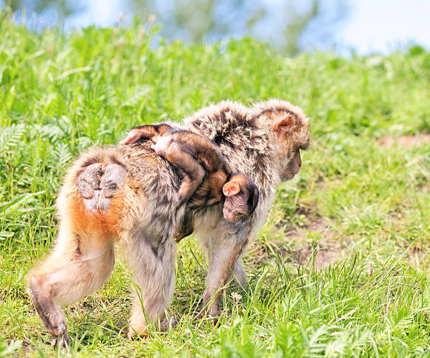 istock Mother and baby macaque 105771070