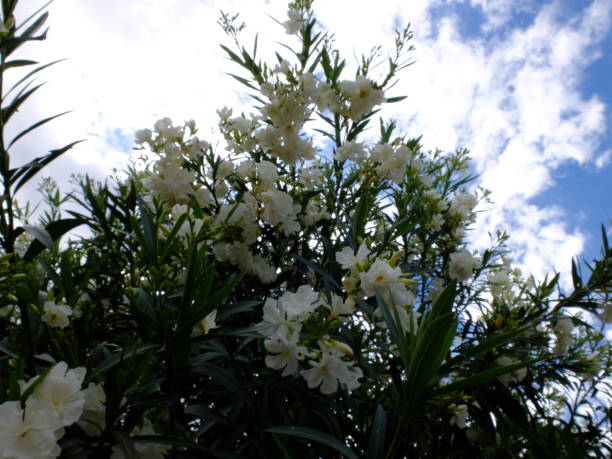 istock Flowers in the garden 1057711806