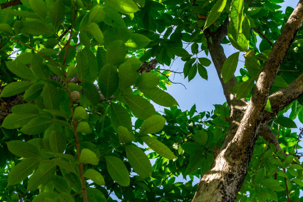 istock background of nature 1057714728