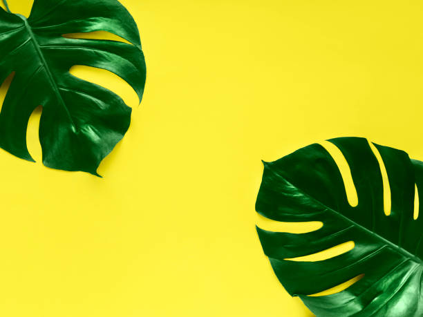 istock Monstera leaf Close-up photo in minimalistic style 1057717918