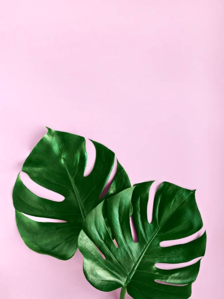 istock Monstera leaf Close-up photo in minimalistic style 1057717942