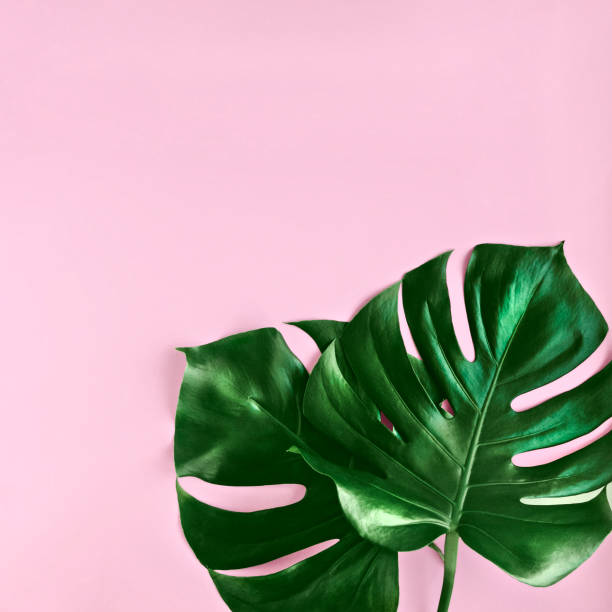 istock Palm leaves Close-up photo in minimalistic style 1057717944
