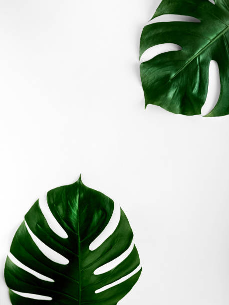 istock Monstera leaves Close-up photo in minimalistic style 1057717954