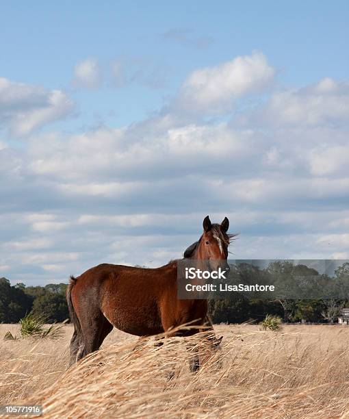 Photo libre de droit de Wild Horse Dans Un Champ banque d'images et plus d'images libres de droit de Animaux à l'état sauvage - Animaux à l'état sauvage, Beauté de la nature, Bleu