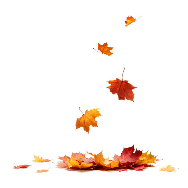 aislado de hojas de otoño - leaves fotografías e imágenes de stock