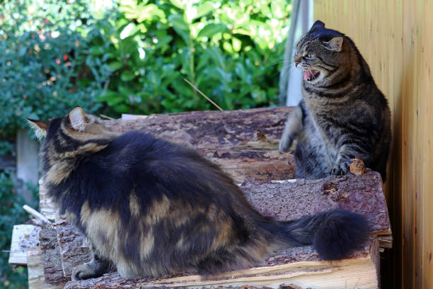 ein streit unter den katzen. zwei katzen streiten und einer zischt. lustige katze foto mit einer fauchenden katze - sweet tooth in a row stock-fotos und bilder