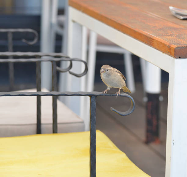 istock The sparrow standing on the restaurant chair 1057721202
