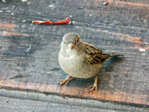 istock One sparrow standing on the wooden floor 1057721238