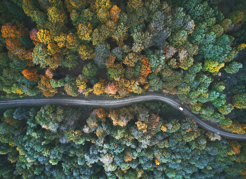 autumn view from above
