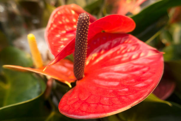 Big red flower with long spadix
