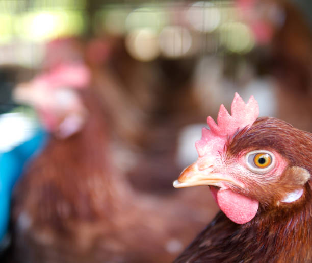 istock Close up a chicken on a farm 1057727336