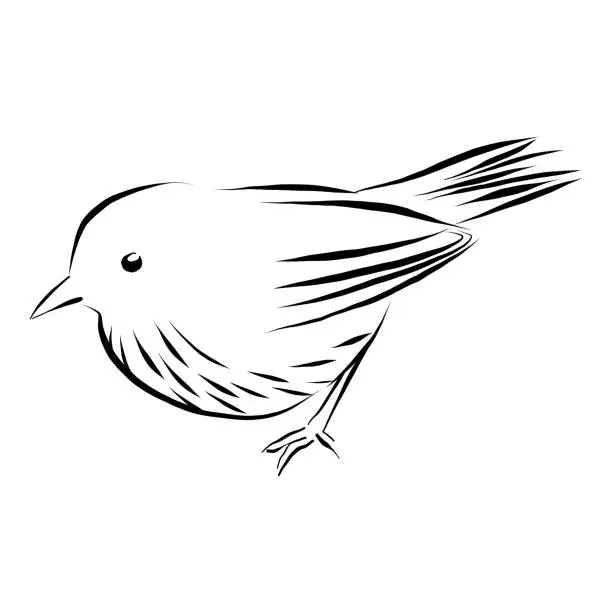 Vector illustration of Wren, Sparrow Vector Illustration in Pen and Ink Isolated on White